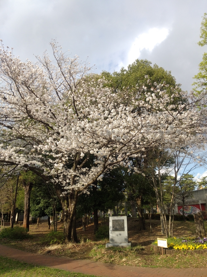 桜や緑あふれる公園　【相模大野中央公園】