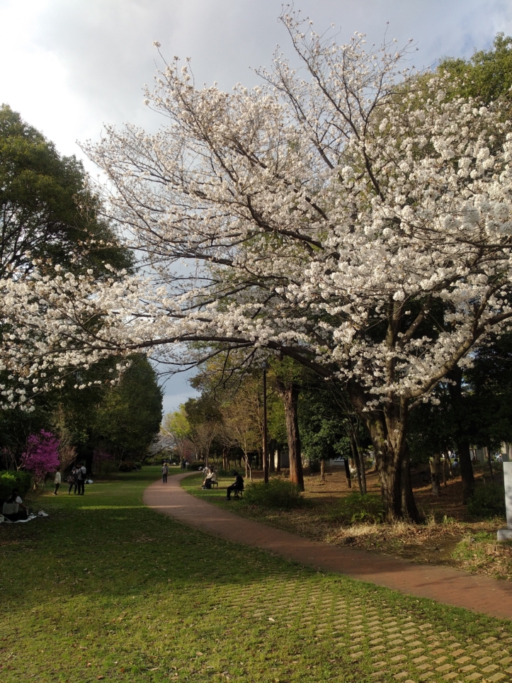 桜や緑あふれる公園　【相模大野中央公園】