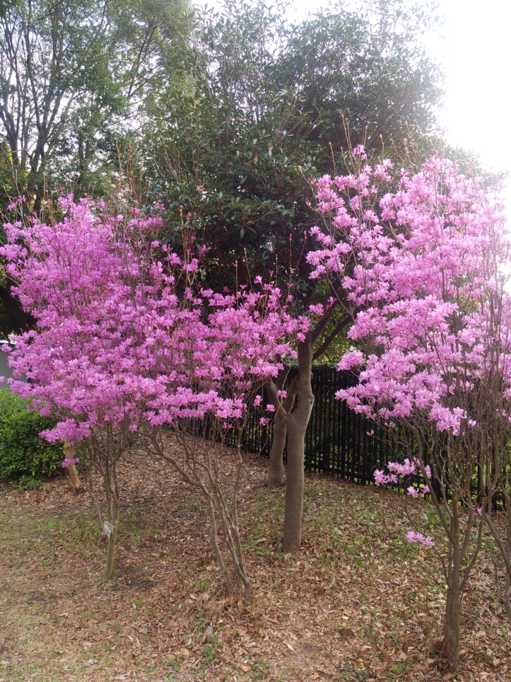 桜や緑あふれる公園　【相模大野中央公園】