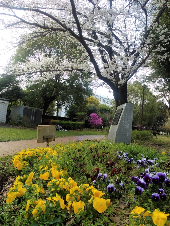 桜や緑あふれる公園　【相模大野中央公園】