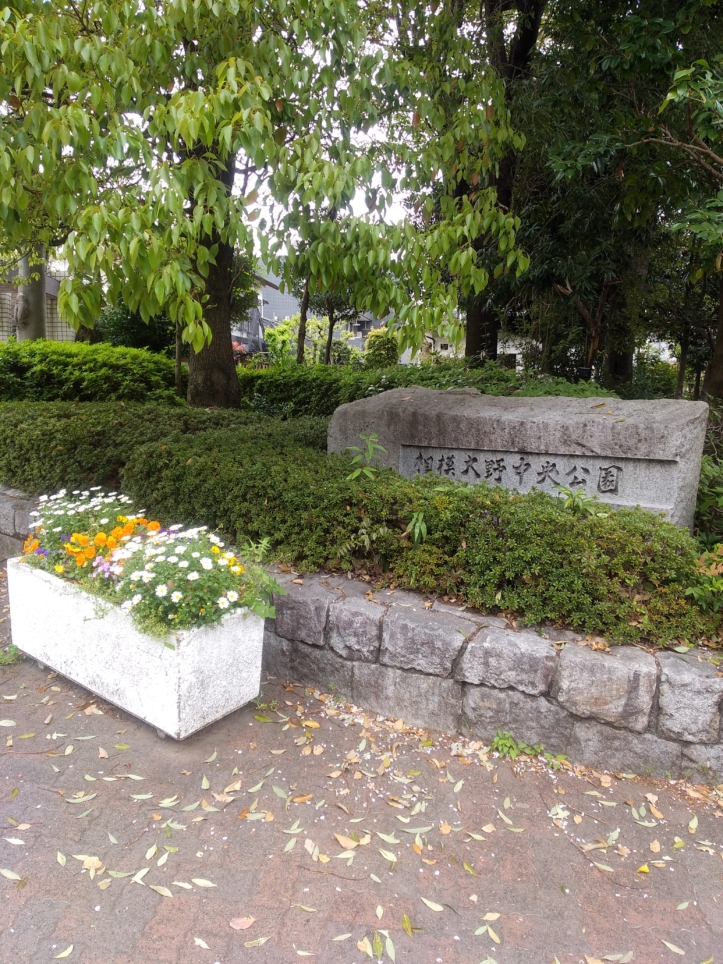 桜や緑あふれる公園　【相模大野中央公園】