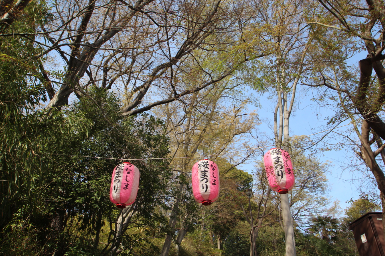 綱島公園で桜まつりが開催されました✨