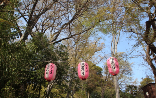 綱島公園で桜まつりが開催されました✨