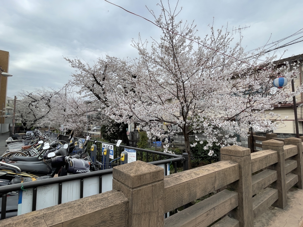 桜満開🌸【宿河原二ヶ領用水】