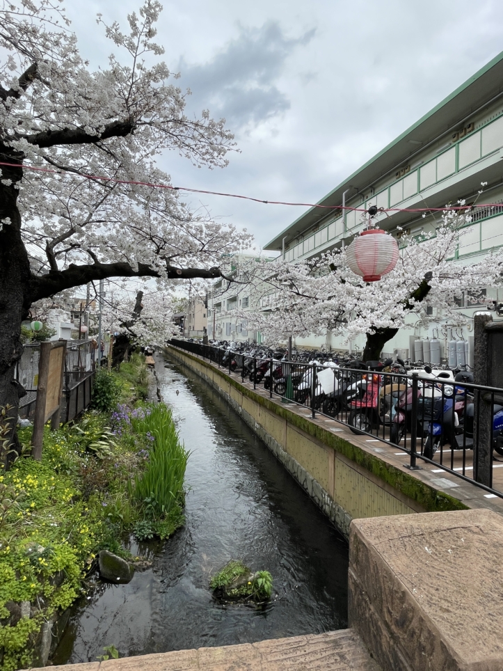 桜満開🌸【宿河原二ヶ領用水】