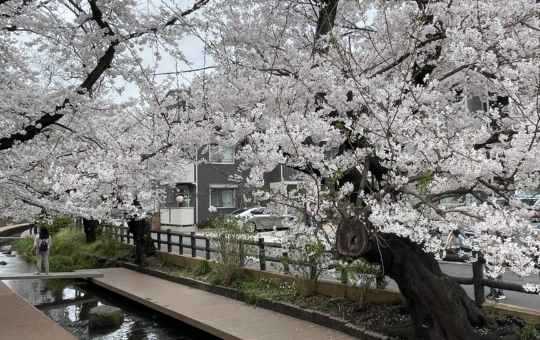 桜満開🌸【宿河原二ヶ領用水】