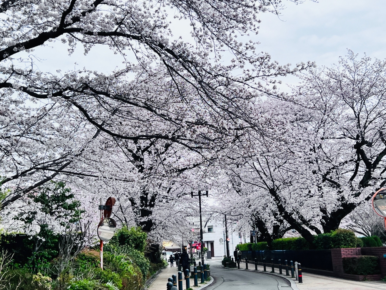 駅から続く桜並木