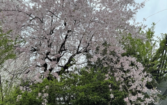 近くの枝垂桜が咲いています…春はお別れと出会いの時期ですね
