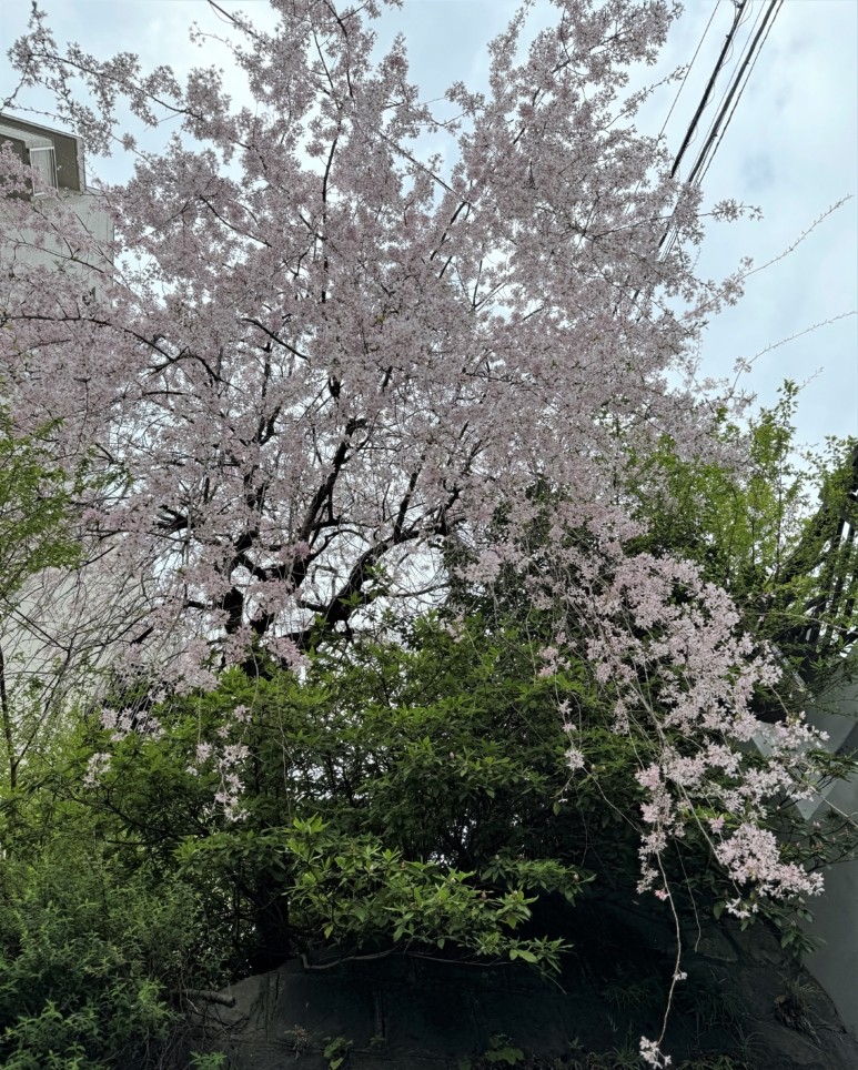 近くの枝垂桜が咲いています…春はお別れと出会いの時期ですね
