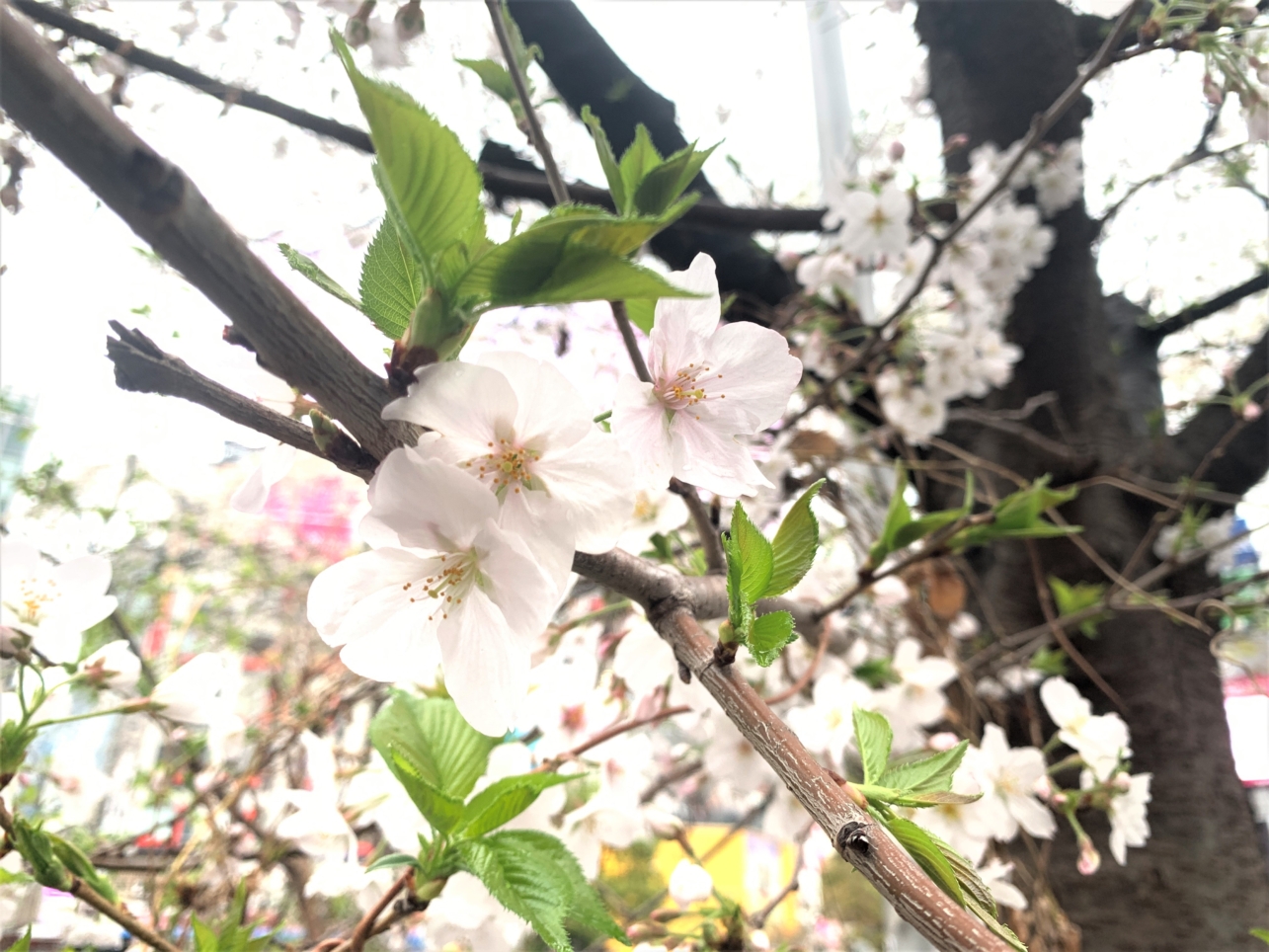 🌸サクラ咲くハチ公前🌸