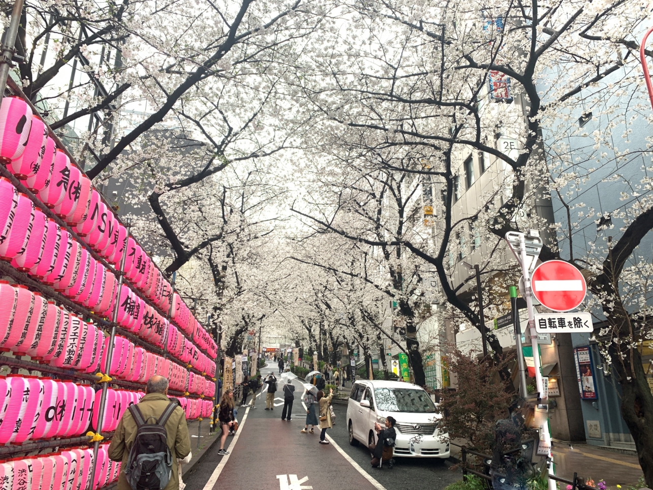 🌸サクラ並木がきれいな渋谷の『サクラ坂』🌸