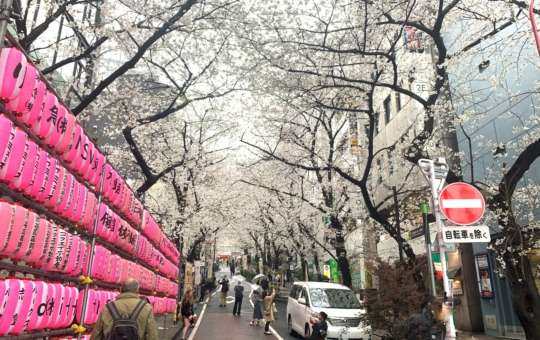 🌸サクラ並木がきれいな渋谷の『サクラ坂』🌸