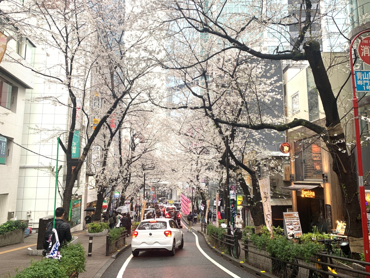 🌸サクラ並木がきれいな渋谷の『サクラ坂』🌸