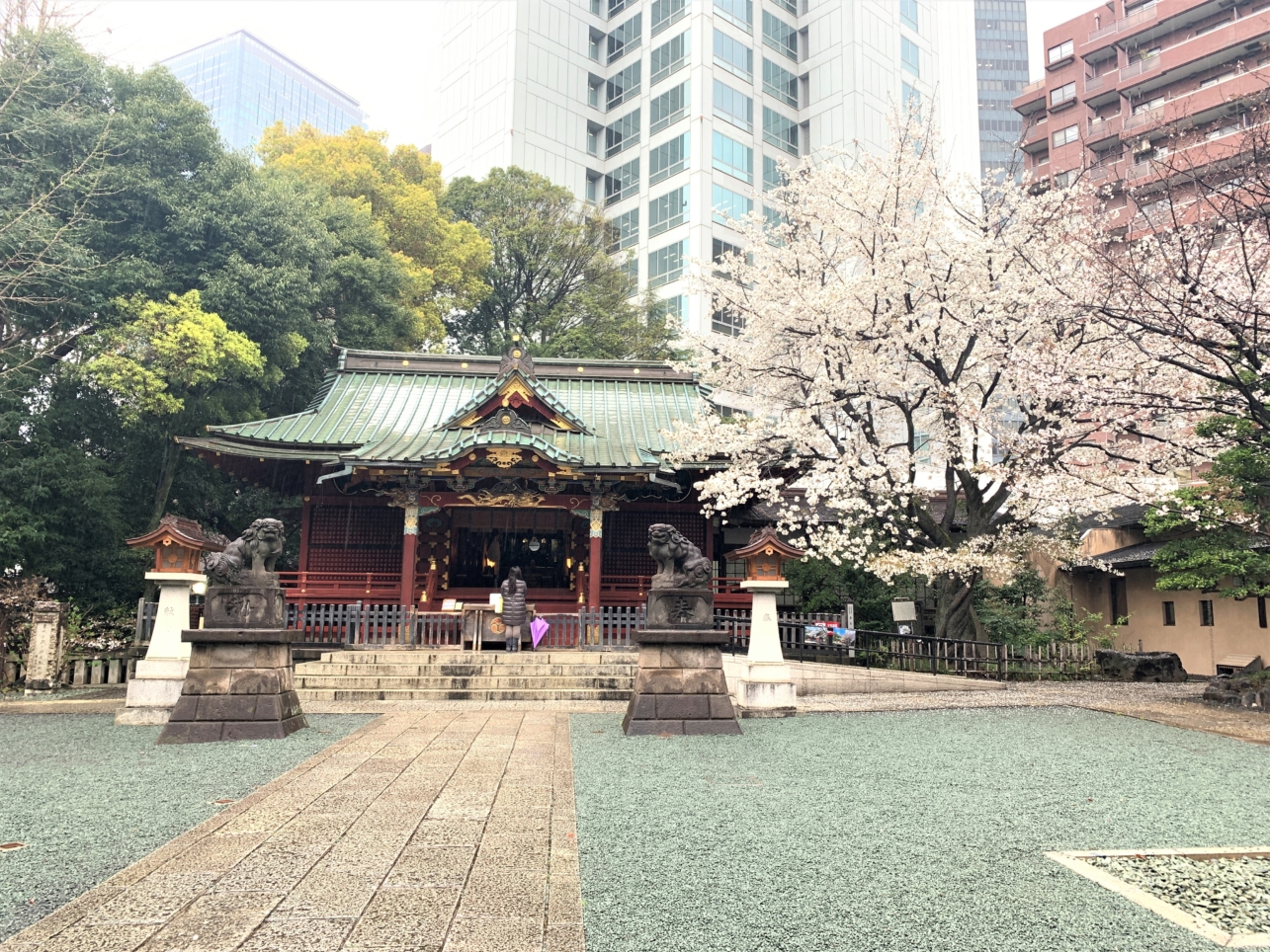 金王桜咲く！！『金王八幡宮』