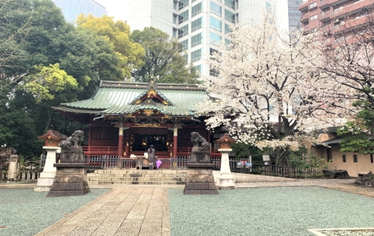 金王桜咲く！！『金王八幡宮』