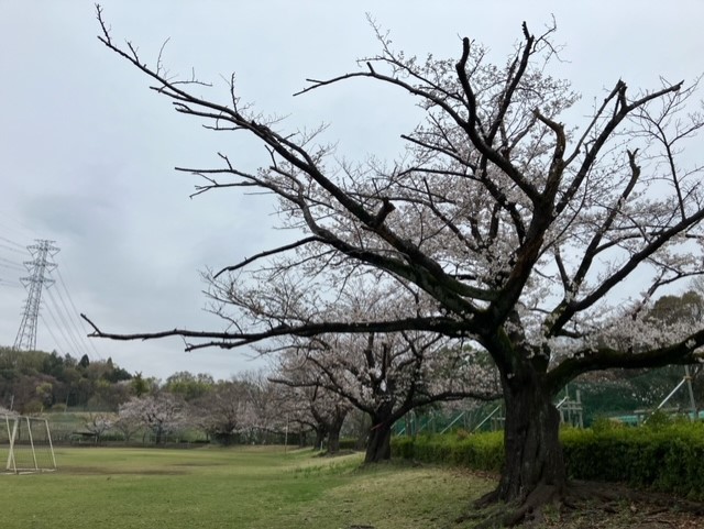 桜の季節１