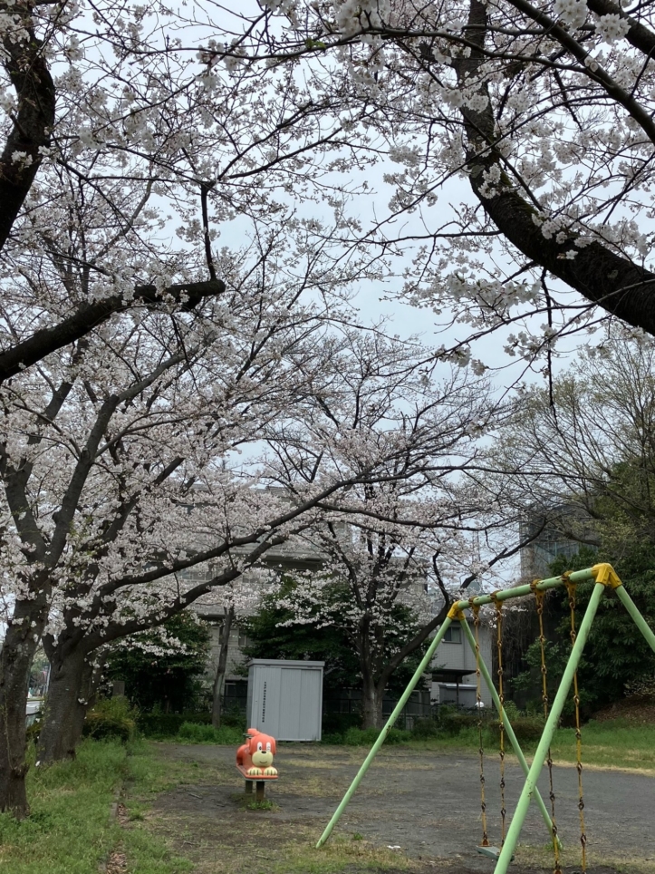 桜の季節３