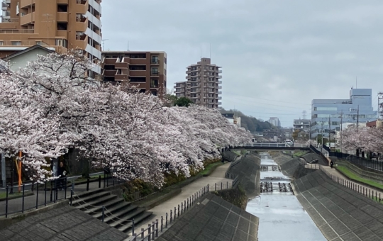 桜の季節２