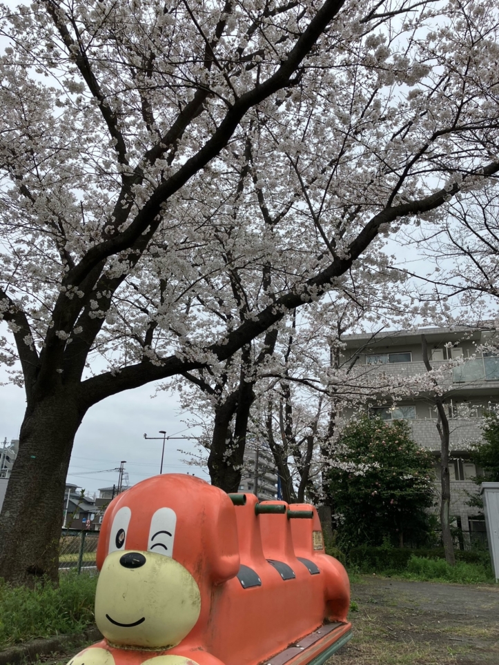 桜の季節３