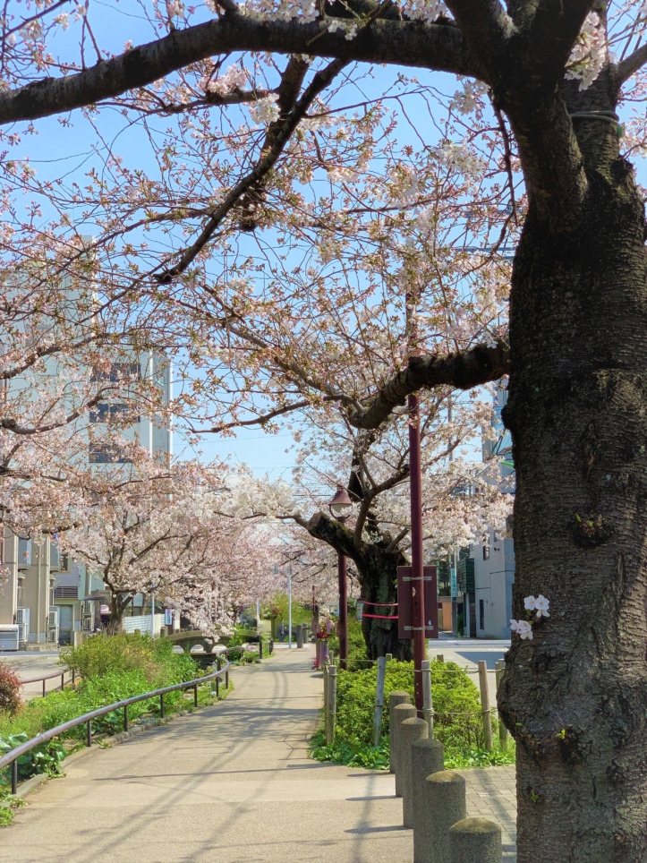 約150本が咲く桜並木
