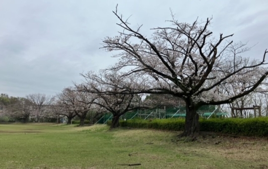 桜の季節１