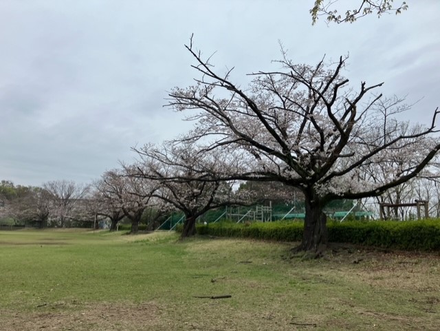 桜の季節１