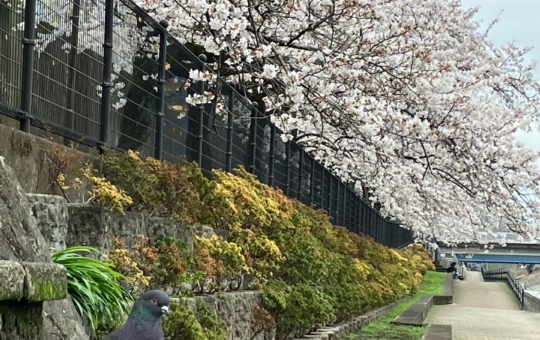 桜の季節４