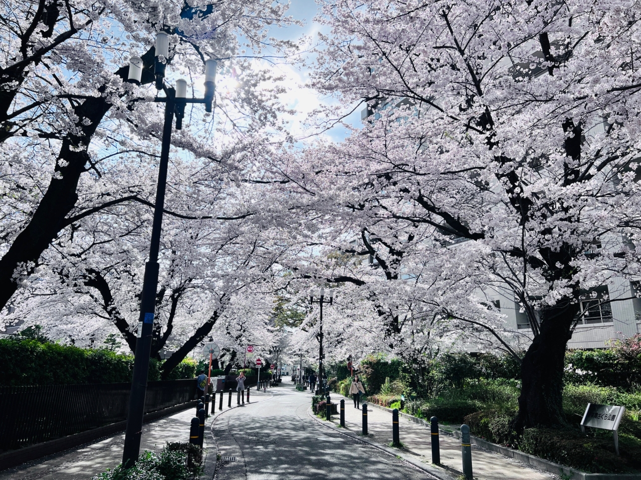 駅から続く桜並木