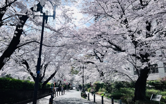 駅から続く桜並木