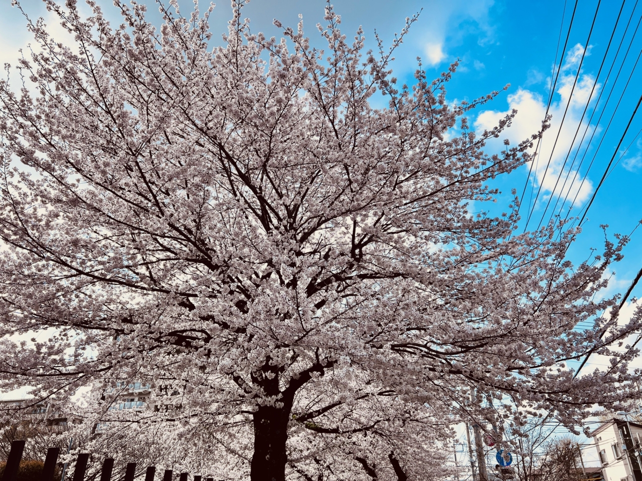 駅から続く桜並木