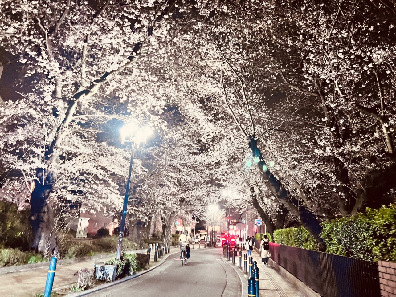 駅から続く桜並木