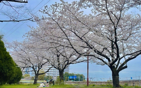 新横浜お花見スポット🌸新横浜三丁目