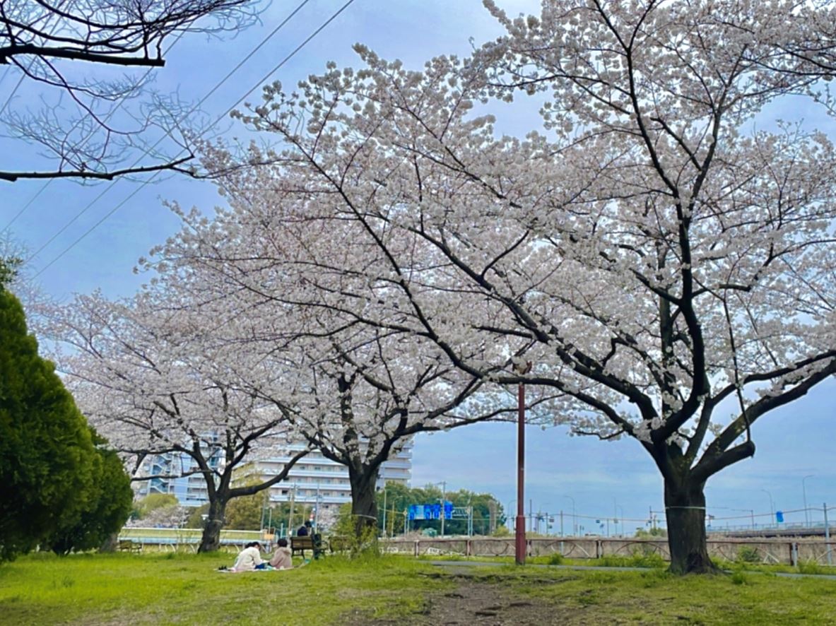 新横浜お花見スポット🌸新横浜三丁目