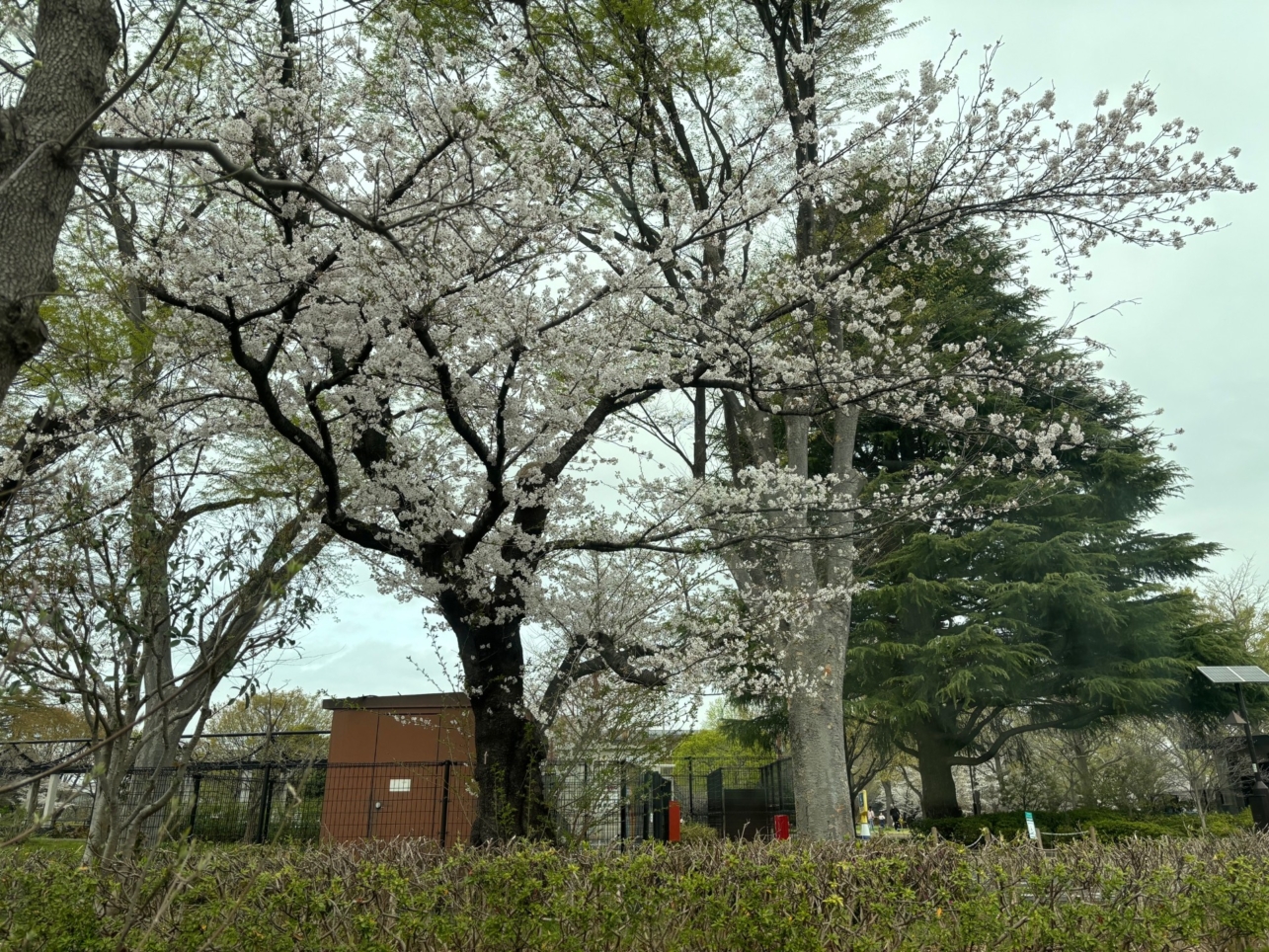 桜まだ咲いてます！