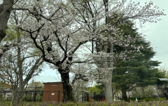 桜まだ咲いてます！