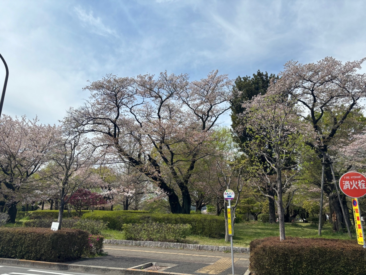 桜まだ咲いてます！