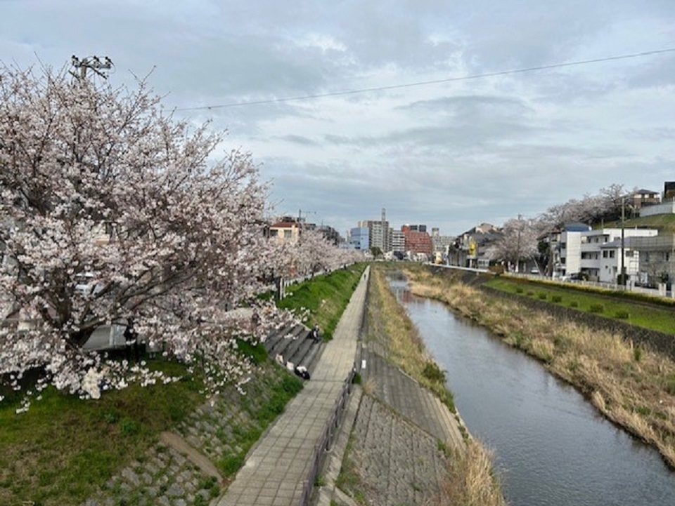 第43回せいせき桜まつり