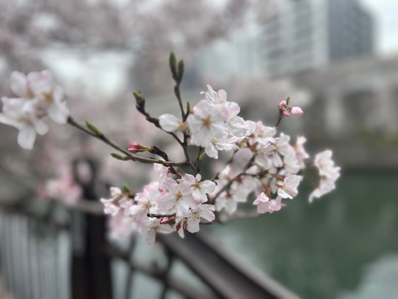 大岡川の桜