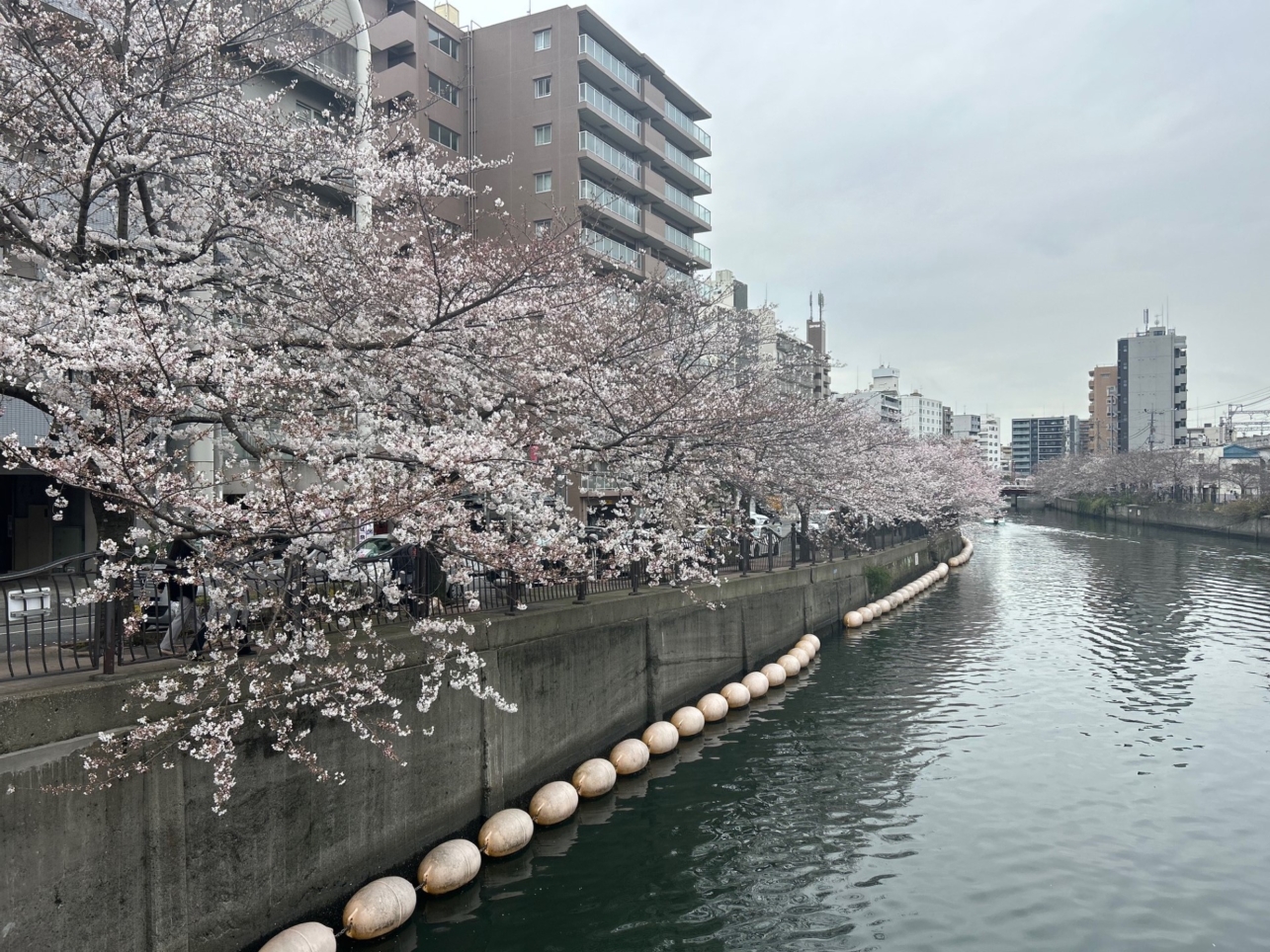 大岡川の桜