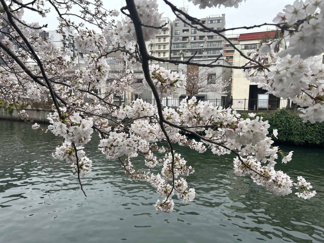 大岡川の桜