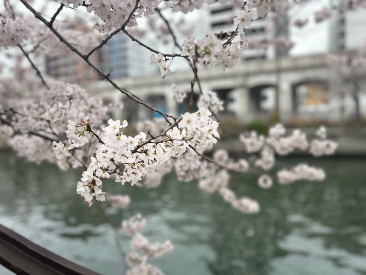 大岡川の桜