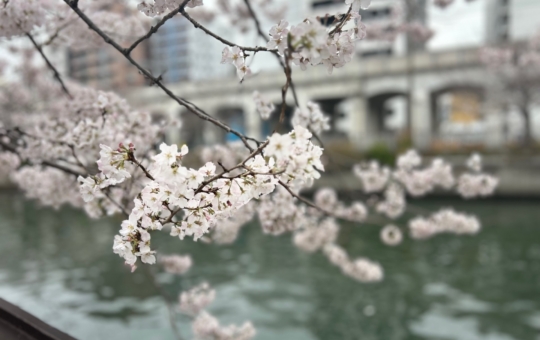 大岡川の桜