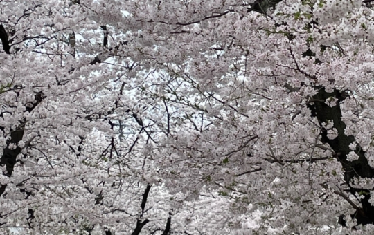 駅からすぐ大学横に長い『桜のトンネル』当社募集中物件も近所