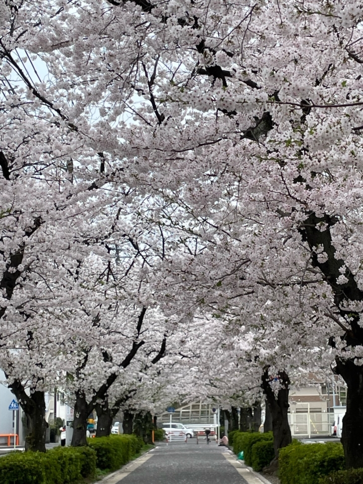 駅からすぐ大学横に長い『桜のトンネル』当社募集中物件も近所