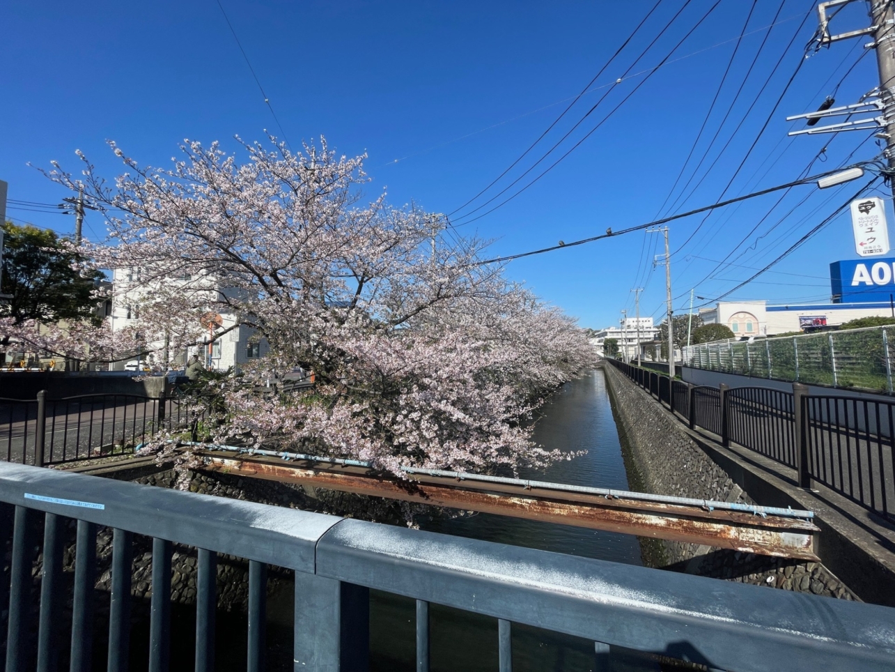 金沢文庫近くの隠れた桜スポットをご紹介♪