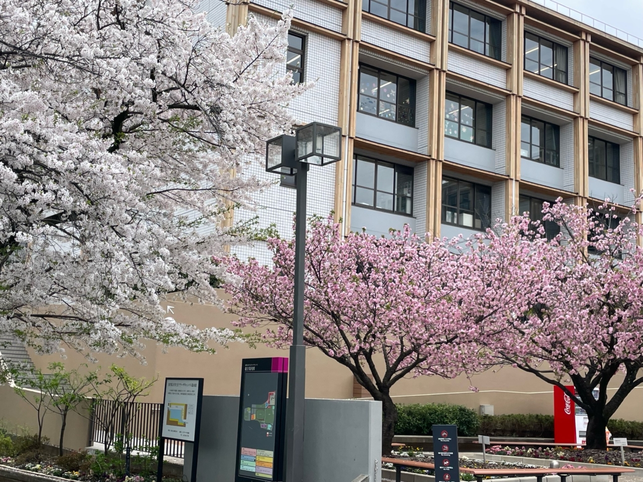 駅からすぐ大学横に長い『桜のトンネル』当社募集中物件も近所