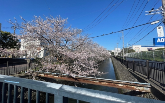 金沢文庫近くの隠れた桜スポットをご紹介♪