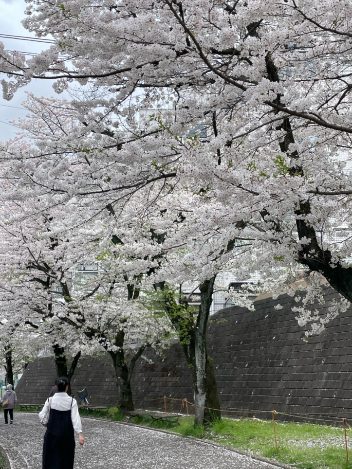 駅からすぐ大学横に長い『桜のトンネル』当社募集中物件も近所