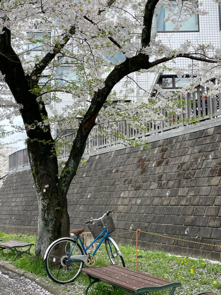 駅からすぐ大学横に長い『桜のトンネル』当社募集中物件も近所