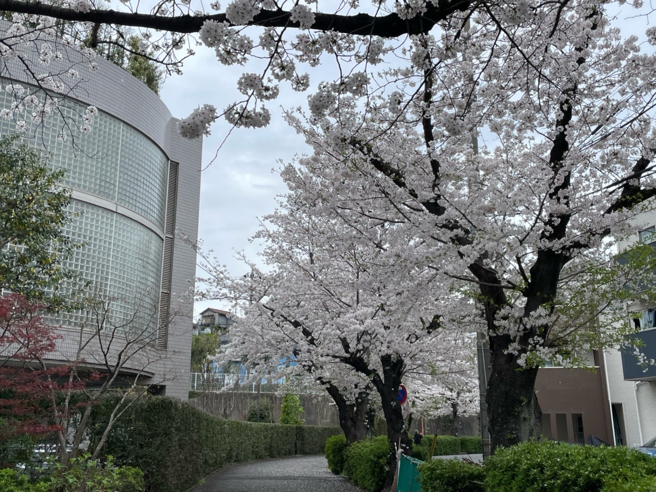 駅からすぐ大学横に長い『桜のトンネル』当社募集中物件も近所